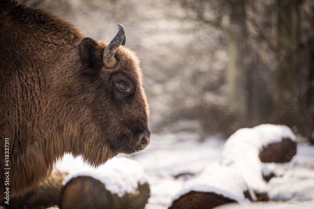Bisons in forest during winter time with snow. Wilde life Bisons in forest during winter time with snow. Wilde life