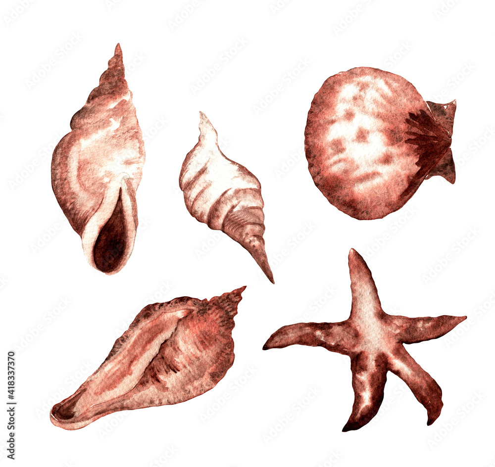 Wateercolor hand drawn collection of seashells Wateercolor hand drawn collection of seashells