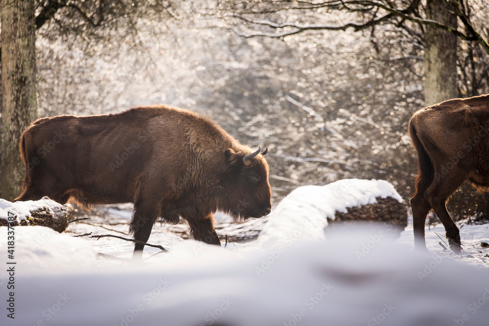 Bisons in forest during winter time with snow. Wilde life Bisons in forest during winter time with snow. Wilde life