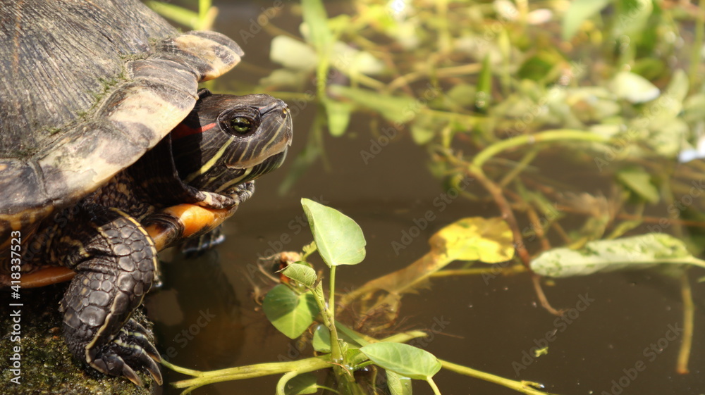 Obraz premium The big turtle is on the cement floor in the pond. The background is blurred.