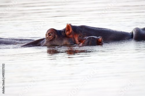 Kruger National Park:  hippopotamus and calf at Sunset Dam