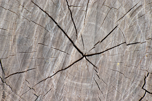 The core of wood that has been cut for a long time has cracks.