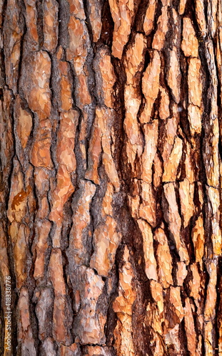 Pine bark (background, banner, Wallpaper, texture)