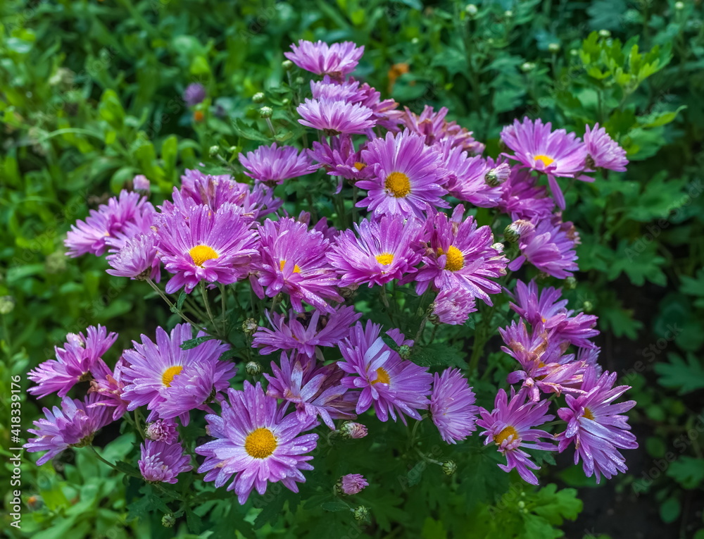 Obraz premium Pink Aster flowers closeup on green background