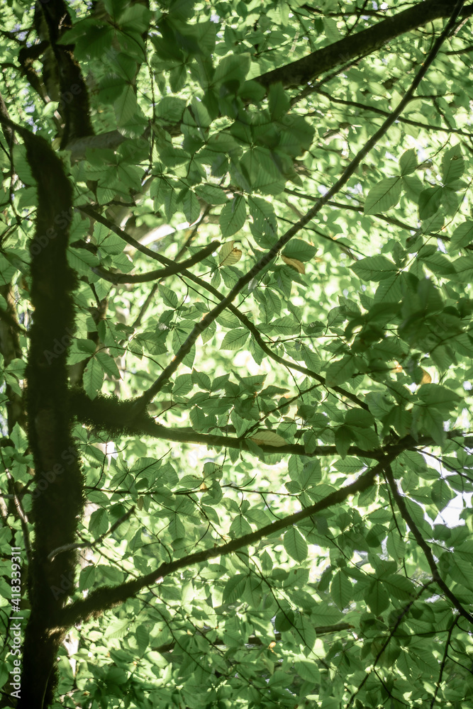 Fototapeta premium green leaves in the sun