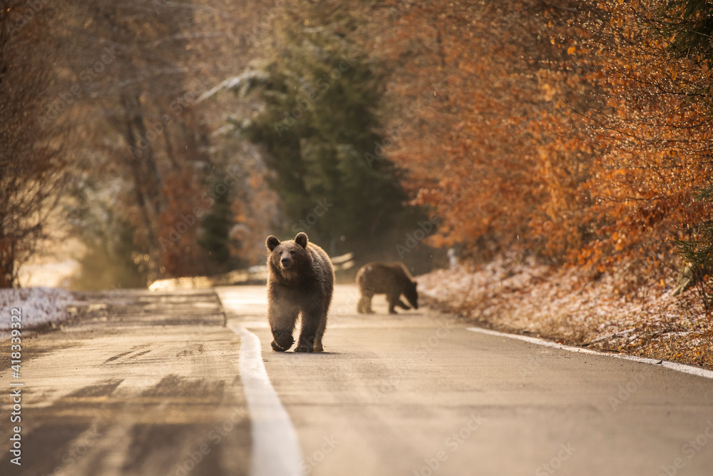 Brown bear on the road in the forest between winter and autumn season Brown bear on the road in the forest between winter and autumn season