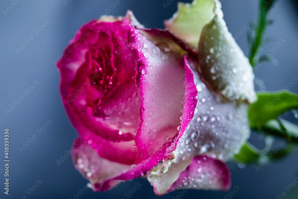 A beautiful rose with a red border with water droplets on the petals on a gray background. A beautiful rose with a red border with water droplets on the petals on a gray background.
