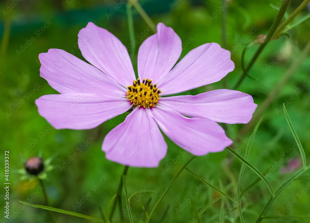 Pink cosmea flower closeup on green background in garden Pink cosmea flower closeup on green background in garden