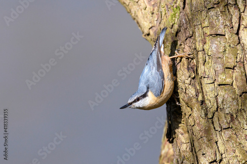 Eurasian nuthatch, wood nuthatch or nuthatch - Sitta europaea in its natural habitat