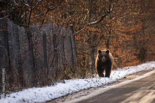 Brown bear on the road in the forest between winter and autumn season