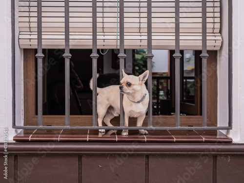 Fototapeta Naklejka Na Ścianę i Meble -  window with a little white dog observing the street