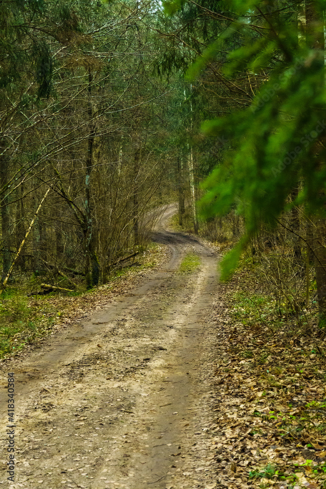 Fototapeta premium road in the woods