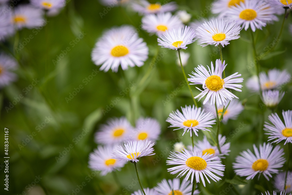 Fototapeta premium Summer meadow with blooming daisy-like flowers. Small-petalled garden flowers (Erigeron annuus) on a lawn on a warm summer day. Flowers with light purple petals