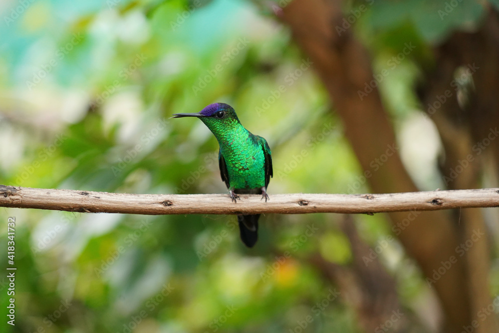 Violet-capped Woodnymph Hummingbird on a branch Violet-capped Woodnymph Hummingbird on a branch