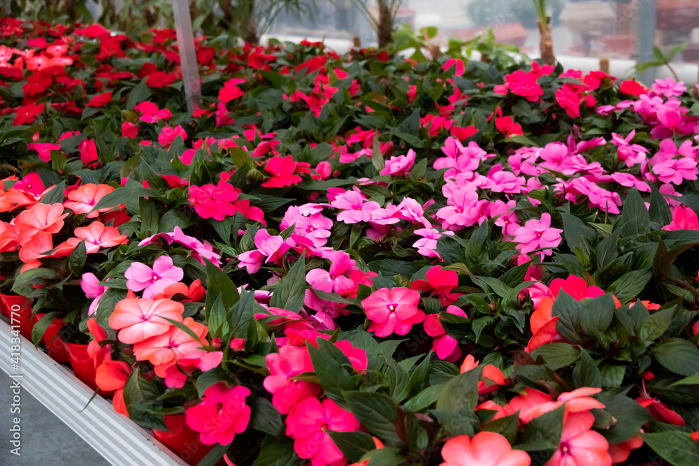Colorful begonia plant in pots, very beautiful. Flowers in a greenhouse. Red and pink begonia with green leaves.