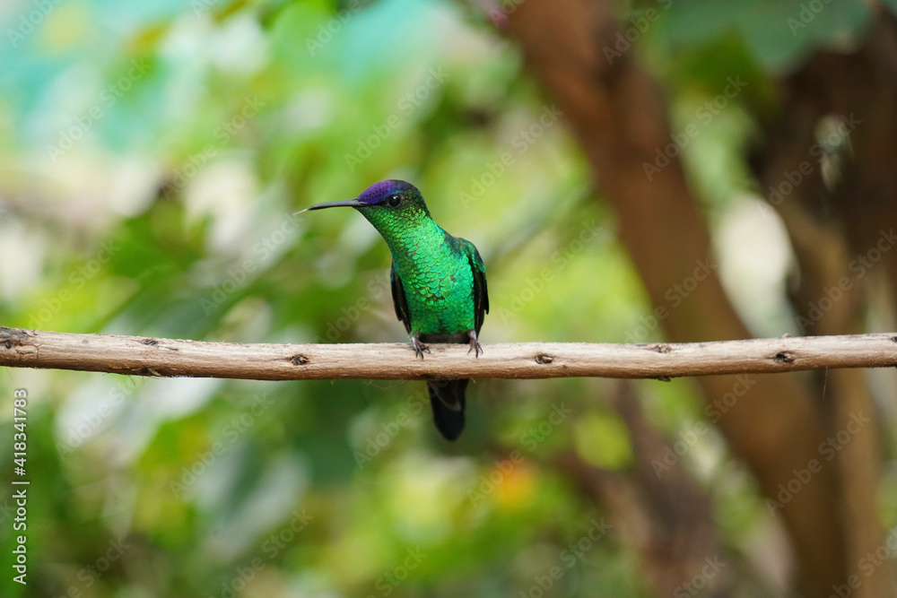 Obraz premium Violet-capped Woodnymph Hummingbird on a branch