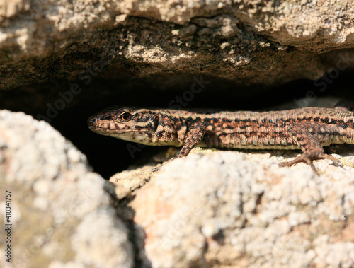 Wall Lizard at a wall, Wartberg, Heilbronn, Germany, Europe photo