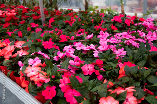 Fototapeta Naklejka Na Ścianę i Meble -  Colorful begonia plant in pots, very beautiful. Flowers in a greenhouse. Red and pink begonia with green leaves.