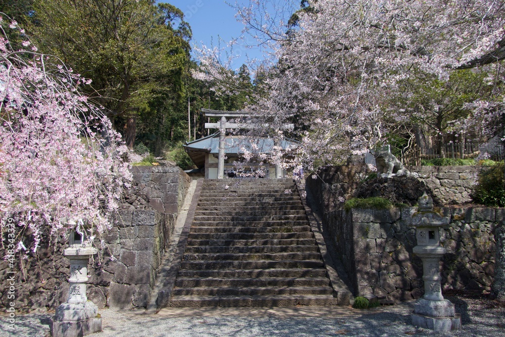 Fototapeta premium 花の季節