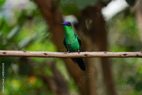 Violet-capped Woodnymph Hummingbird on a branch