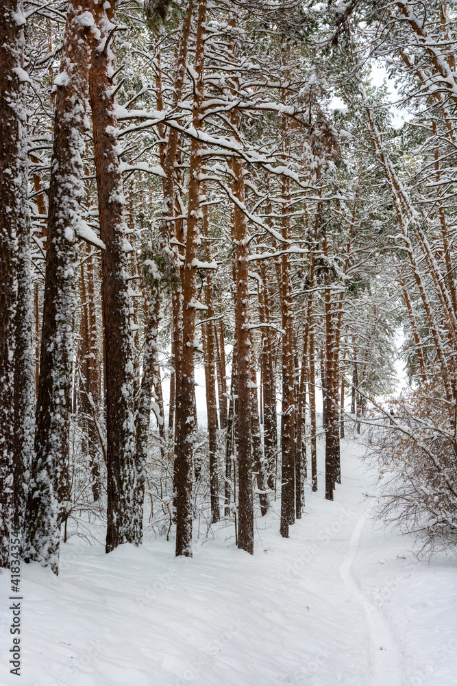 Snow-covered trees in a pine forest, winter landscape Snow-covered trees in a pine forest, winter landscape
