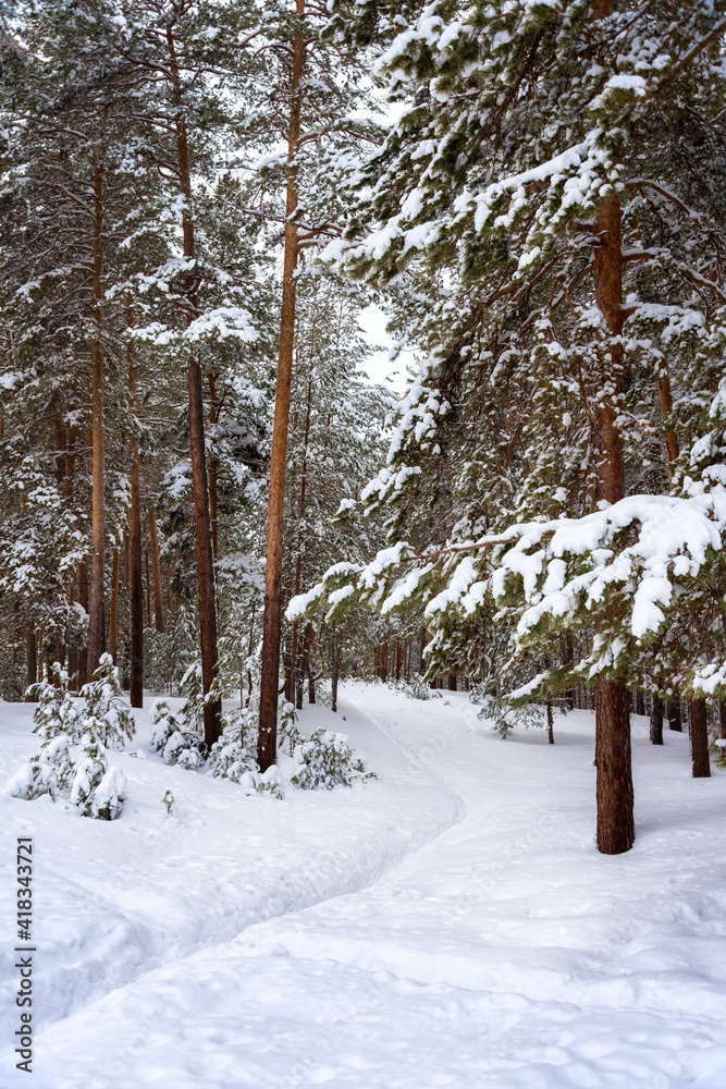 Snow-covered trees in a pine forest, winter landscape Snow-covered trees in a pine forest, winter landscape