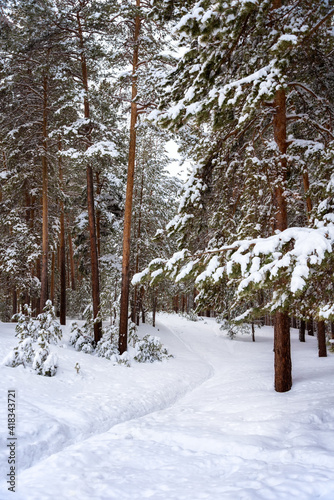 Snow-covered trees in a pine forest, winter landscape