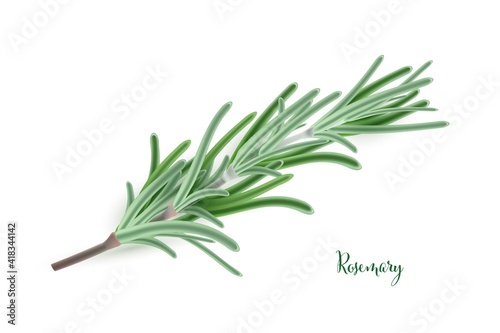 Green rosemary branch. Herb plants for cooking and flavor vector illustration. Botanical organic elements on white background. Realistic herbal spice ingredient