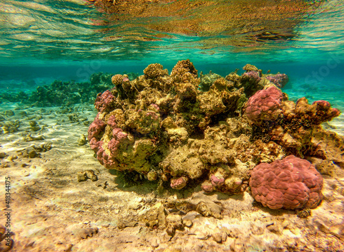 Récif de corail du lagon de Maupiti, Polynésie française