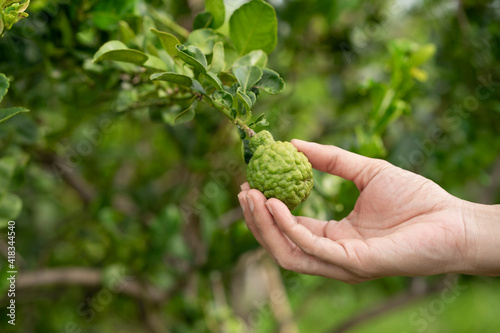 Woman hand holding bergamot on tree