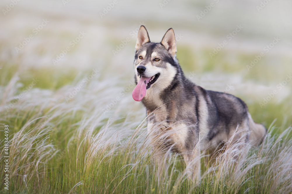 Beautiful husky portrait in salvia and feather fields