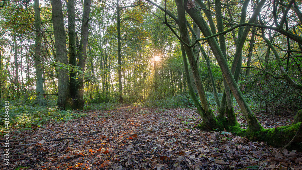 Obraz premium morning in the forest