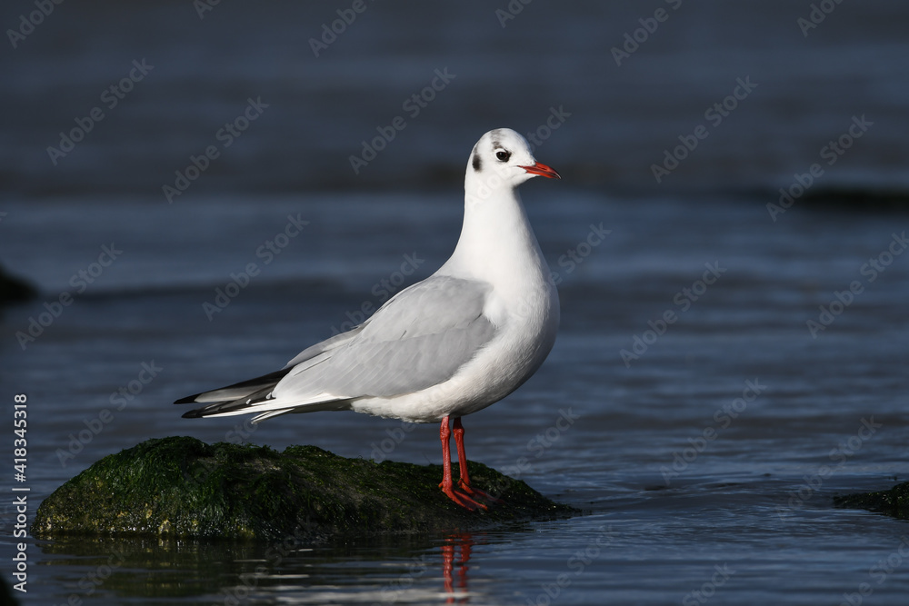 Black-headed gull standing on the rocks on the coast of Katwijk aan zee. Black-headed gull standing on the rocks on the coast of Katwijk aan zee.