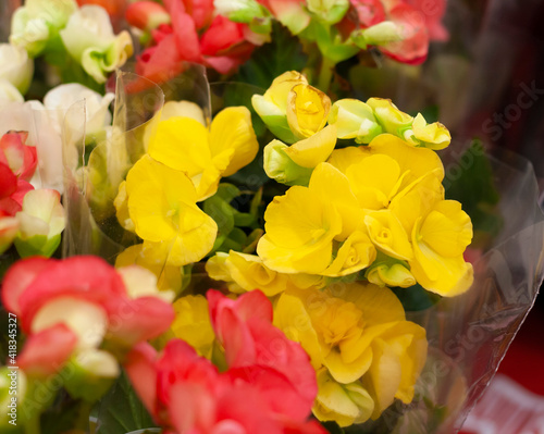 White  yellow and pink begonia flowers are sold in the store