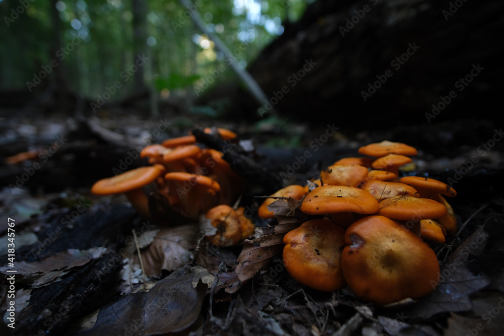 mushrooms in the forest