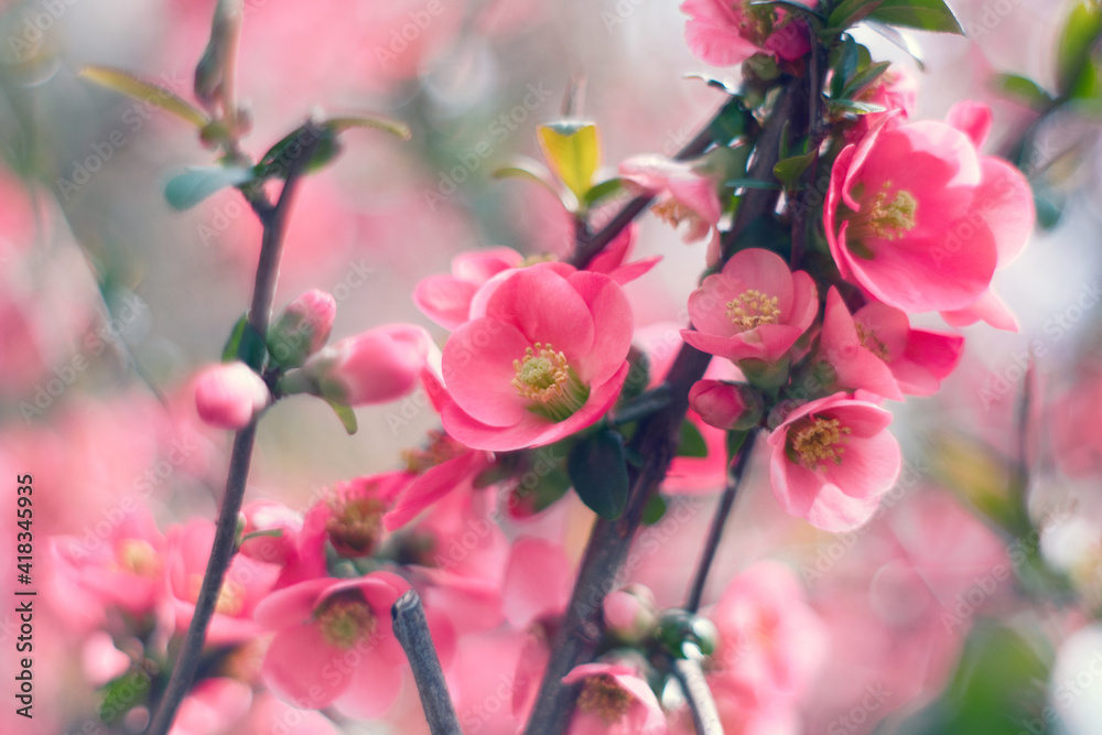 Fototapeta premium Spring pink flowers in the garden - cherry tree blossom
