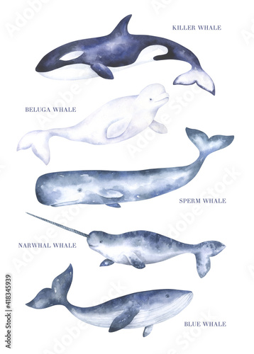Watercolor Whales Set