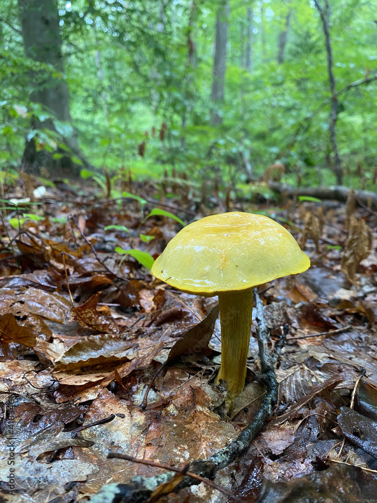 Fototapeta premium mushroom in the forest