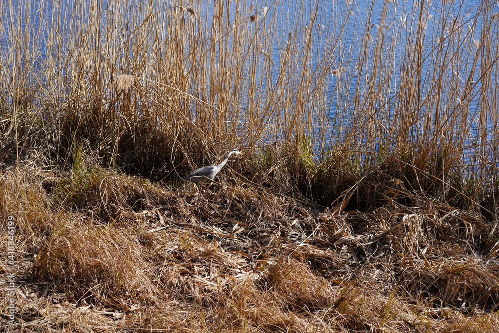 Fototapeta premium Sonnige Schilflandschaft mit Graureiher an einem See (Schlachtensee, Berlin)