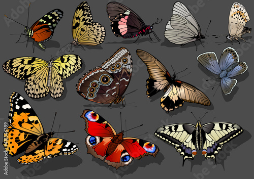 Set of Brightly Colorful Butterflies Isolated on a Dark Background - Illustration with Shadow on the Ground, Vector 