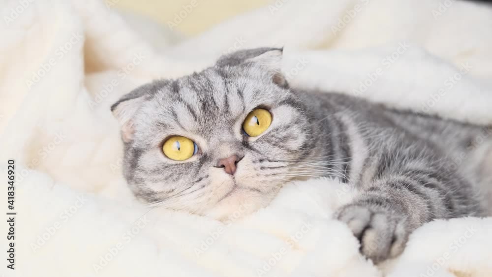 The gray Scottish fold cat lies wrapped in a warm beige plaid. Cozy cute warm home concept with a pet. The gray Scottish fold cat lies wrapped in a warm beige plaid. Cozy cute warm home concept with a pet.