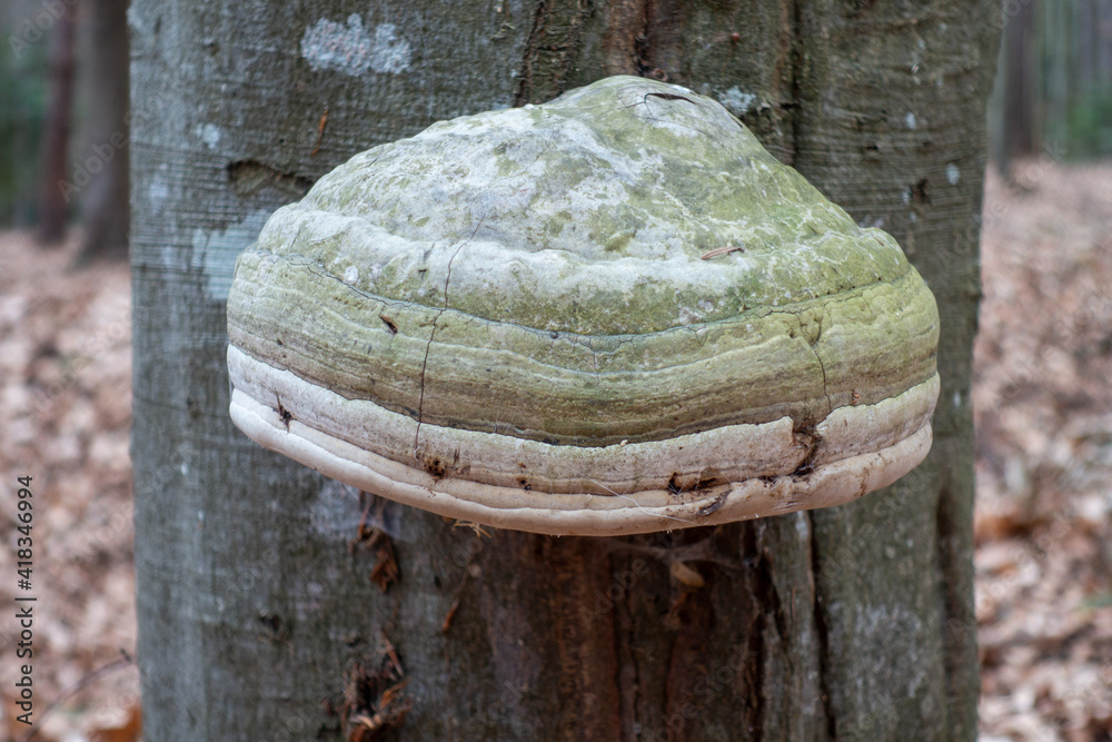 Echter Zunderschwamm . Fomes fomentarius . Hoof fungus Echter Zunderschwamm . Fomes fomentarius . Hoof fungus