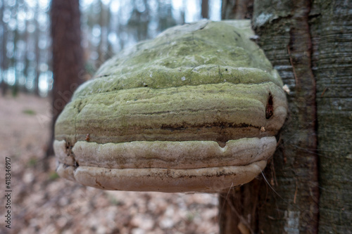 Echter Zunderschwamm . Fomes fomentarius . Hoof fungus  © LitterART