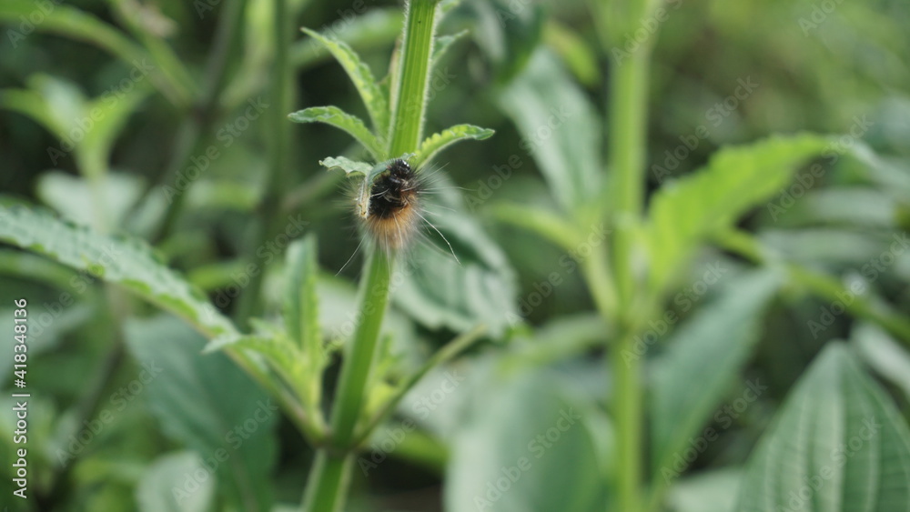 A caterpillar is clinging to the grass and eating leaves A caterpillar is clinging to the grass and eating leaves