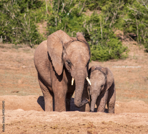 african elephant calf