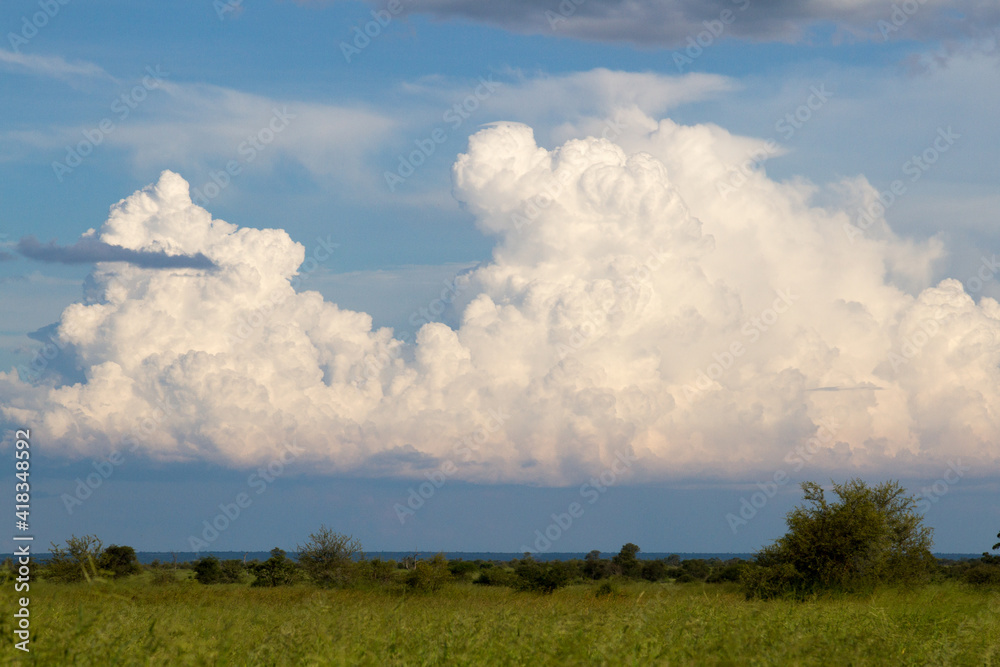 Kruger National Park: landscape showing lush summer vegetation