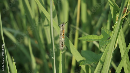 Lymantriidae caterpillars that eat leaves on paddy plants