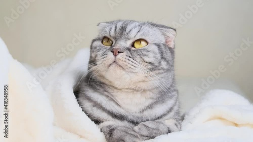 The gray Scottish fold cat lies wrapped in a warm beige plaid. Cozy cute warm home concept with a pet.	
 photo