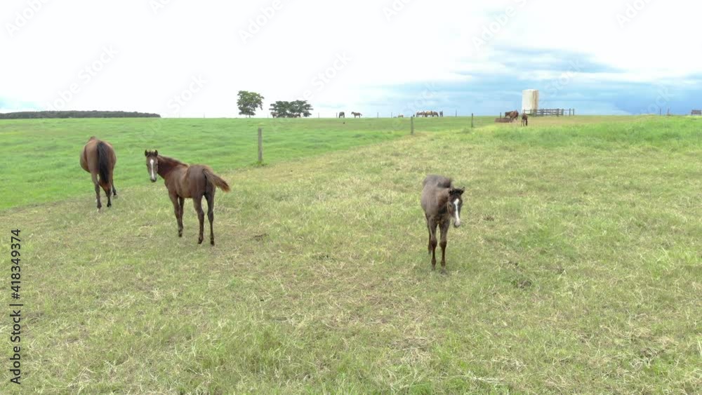 Horses at green pastures of horse farms. Country summer landscape. Horses at green pastures of horse farms. Country summer landscape.