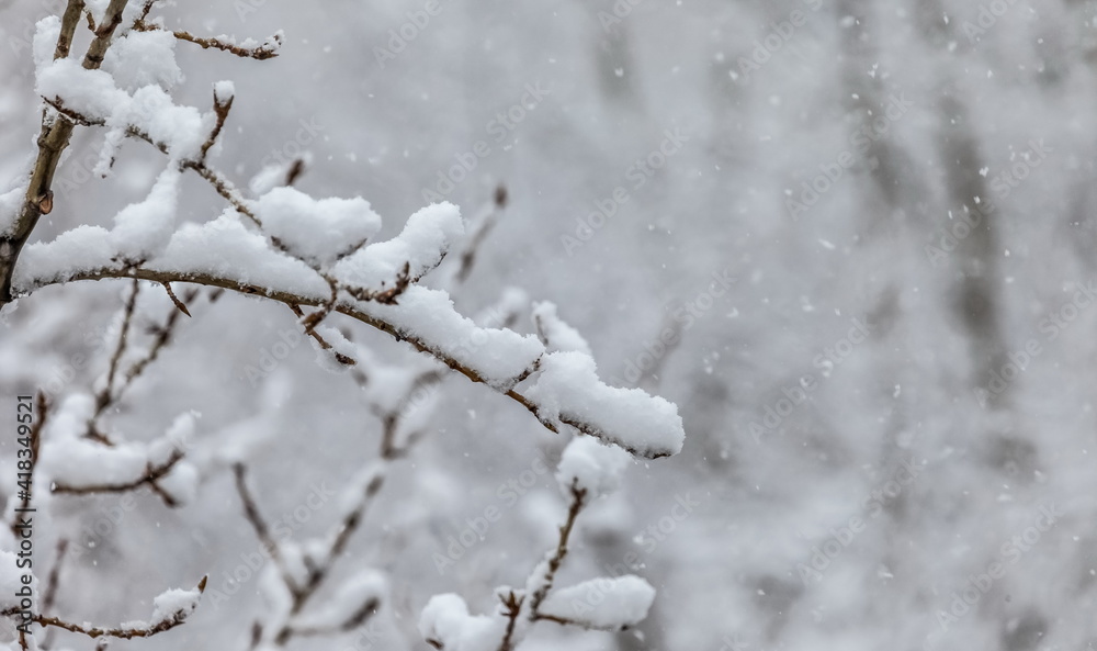 Tree branches in the snow close -up in winter. Background Tree branches in the snow close -up in winter. Background